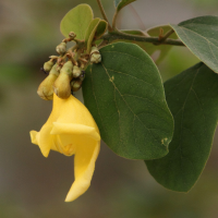 Gmelina asiatica (Gmelina)