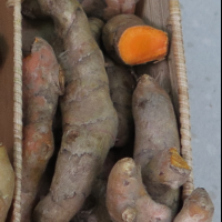 curcuma_longa6md (Curcuma longa)