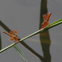 brachythemis_contaminata6md (Brachythemis contaminata)