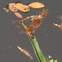 brachythemis_contaminata7md (Brachythemis contaminata)