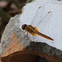 crocothemis_servilia6md (Crocothemis servilia)