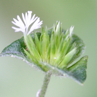 elephantopus_mollis5md (Elephantopus mollis)