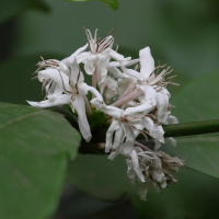 coffea_liberica2md (Coffea liberica)