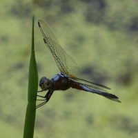 brachydiplax_chalybea2bd (Brachydiplax chalybea)