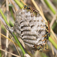 polistes_dominula10md