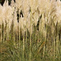 cortaderia_selloana7md (Cortaderia selloana)