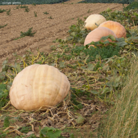 cucurbita_maxima10md (Cucurbita maxima)