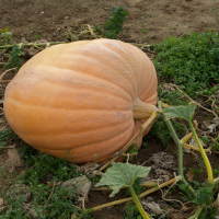 cucurbita_maxima11md (Cucurbita maxima)