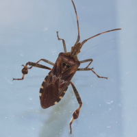 leptoglossus_occidentalis4md