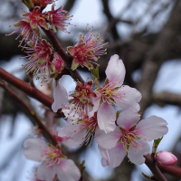 prunus_dulcis5mv