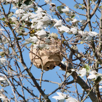 vespa_velutina-nid2md (Vespa velutina)