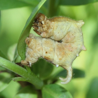 apeira_syringaria_ch1md (Apeira syringaria)