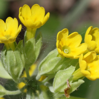 primula_veris6md