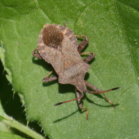 coreus_marginatus10bd (Coreus marginatus)