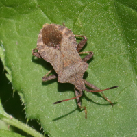coreus_marginatus6bd (Coreus marginatus)
