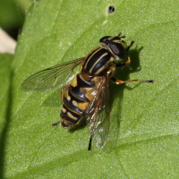 helophilus_pendulus6bd