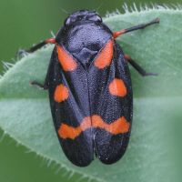 cercopis_sanguinolenta4md