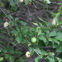 Taphrina pruni (Maladie des pochettes, Cloque des pruniers)