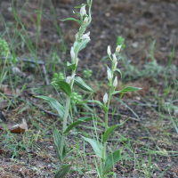 cephalanthera_damasonium3bd