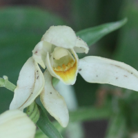 cephalanthera_damasonium4md (Cephalanthera damasonium)