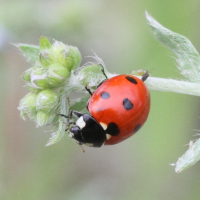 coccinella_septempunctata7md (Coccinella septempunctata)