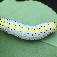 diloba_caeruleocephala_ch2md (Diloba caeruleocephala)