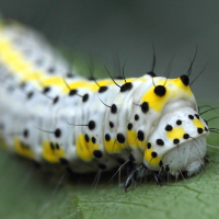 diloba_caeruleocephala_ch3md (Diloba caeruleocephala)