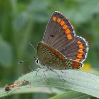 polyommatus_icarus9bd