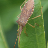 gonocerus_acuteangulatus5bd