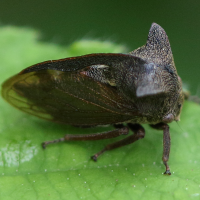 centrotus_cornutus6bd (Centrotus cornutus)