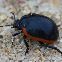 chrysolina_sanguinolenta1bd (Chrysolina sanguinolenta)