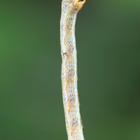 colotois_pennaria_ch4bd (Colotois pennaria)