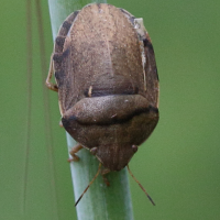 eurygaster_austriaca4bd