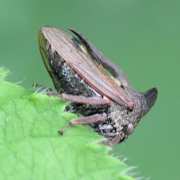 centrotus_cornutus7md (Centrotus cornutus)