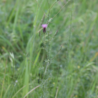 crupina_vulgaris1md (Crupina vulgaris)