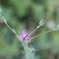 crupina_vulgaris2md (Crupina vulgaris)