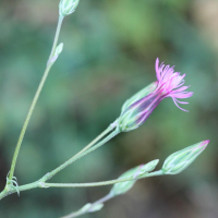 Crupina vulgaris (Crupine commune, Crupine vulgaire)