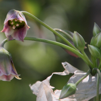 allium_siculum2md (Allium siculum)