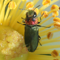 anthaxia_nitidula_signaticollis2md (Anthaxia nitidula ssp. signaticollis)