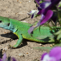 lacerta_viridis2bd