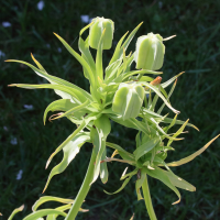 fritillaria_imperialis3md