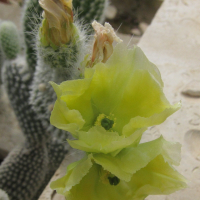 opuntia_microdasys3bd