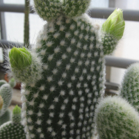 opuntia_microdasys4bd