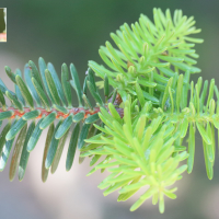 abies_cephalonica4md (Abies cephalonica)