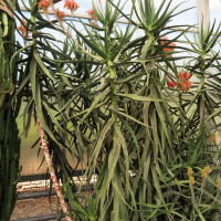 Aloe kedongensis (Aloès)
