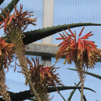 aloe_kedongensis2md (Aloe kedongensis)