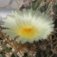 astrophytum_ornatum3md (Astrophytum ornatum)