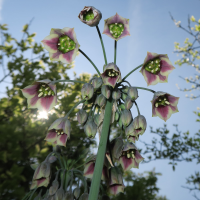 allium_siculum3md (Allium siculum)