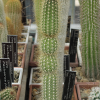 Arrojadoa rhodantha (Cactus)