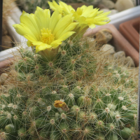 Dolichothele sphaerica (Cactus)